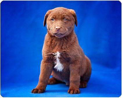 Baby Dougal