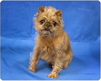 Spice_Adopted