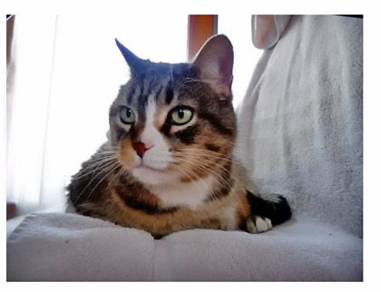 Bootsie - Declawed