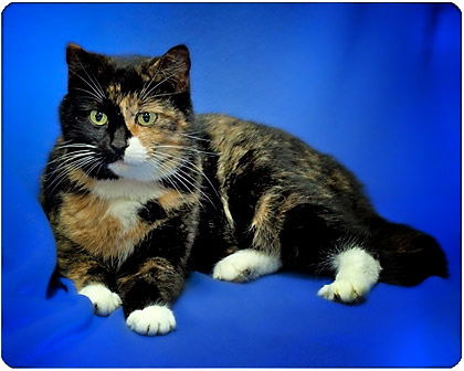 Toffee_Adopted