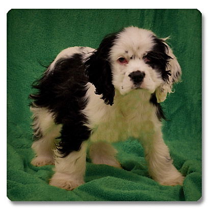 Baby Patches