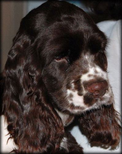 Baby Snickers