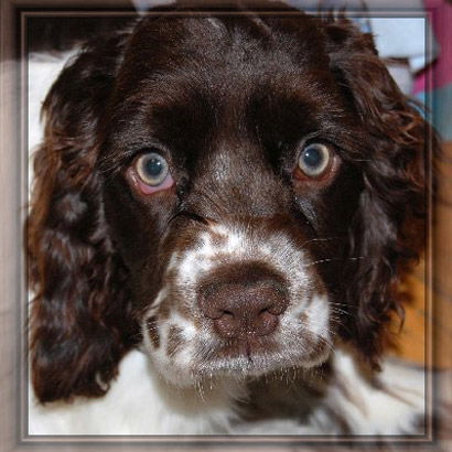 Baby Twix