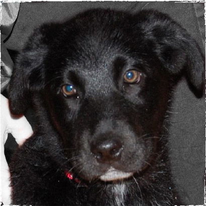 Baby Arthur-Baer