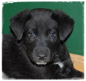 Baby Annie