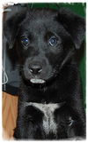 Baby Annie