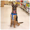 adoptable Dog in  named Rocky