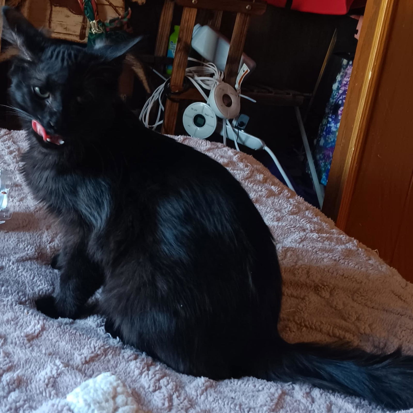 adoptable Cat in Utica, MI named Baby Teddy