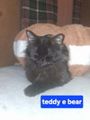 Teddy