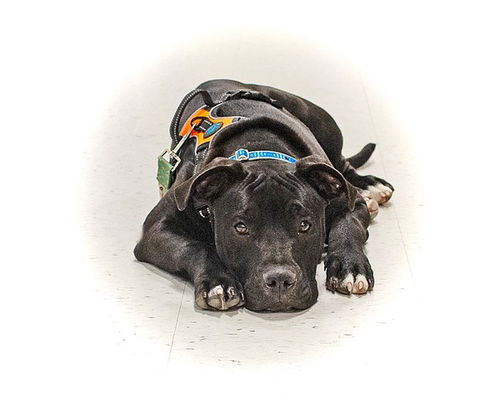 Baby Angus