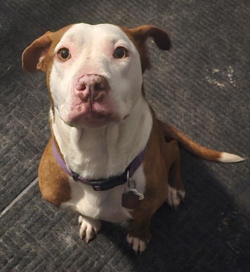 adoptable Dog in Utica, MI named Zz Roxy - Courtesy