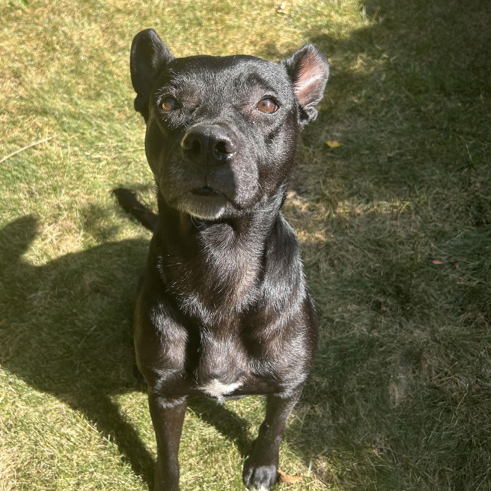 adoptable Dog in Utica, MI named Zz Delta - Courtesy
