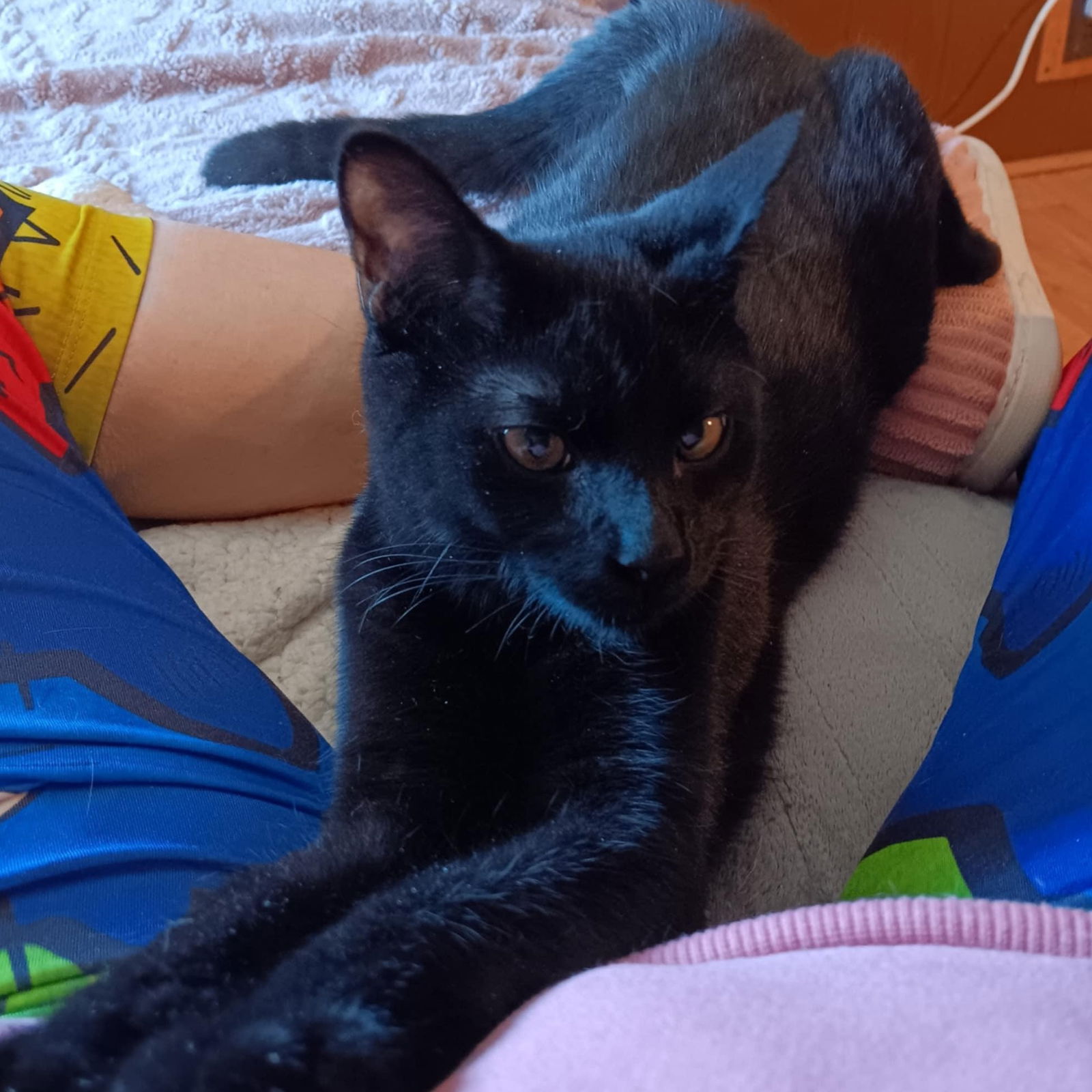 adoptable Cat in Utica, MI named Baby Pick-Pocket