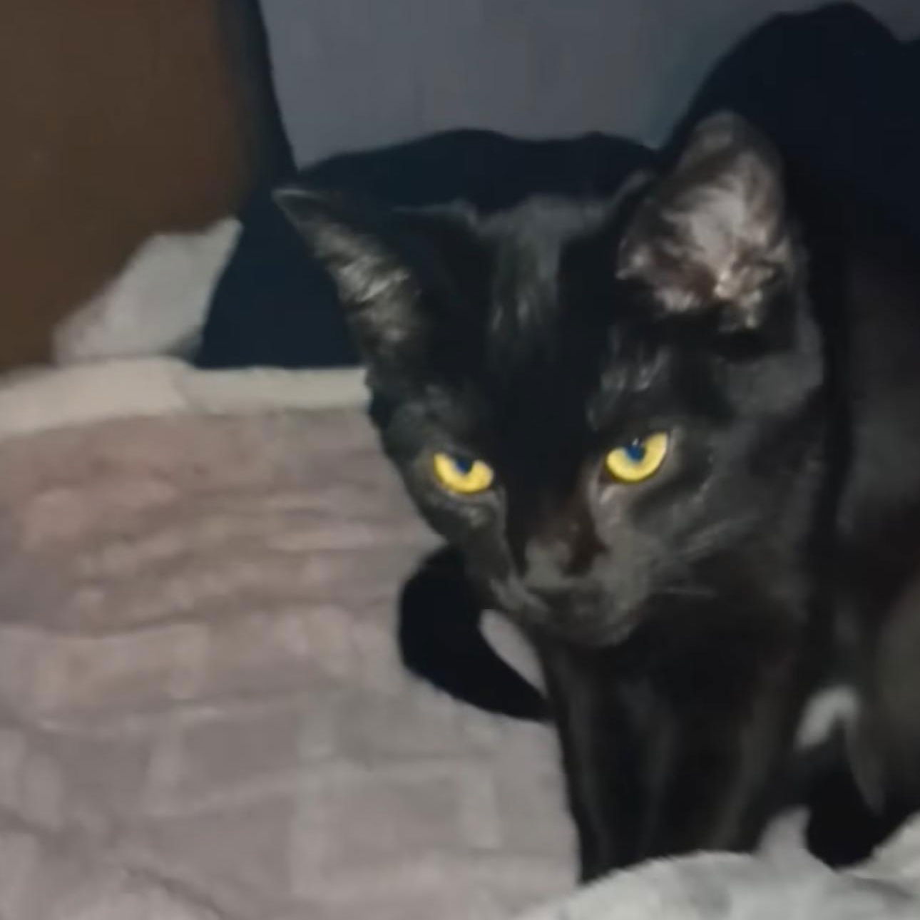 adoptable Cat in Utica, MI named Zz Baby Olive Gothic Princess - Courtesy