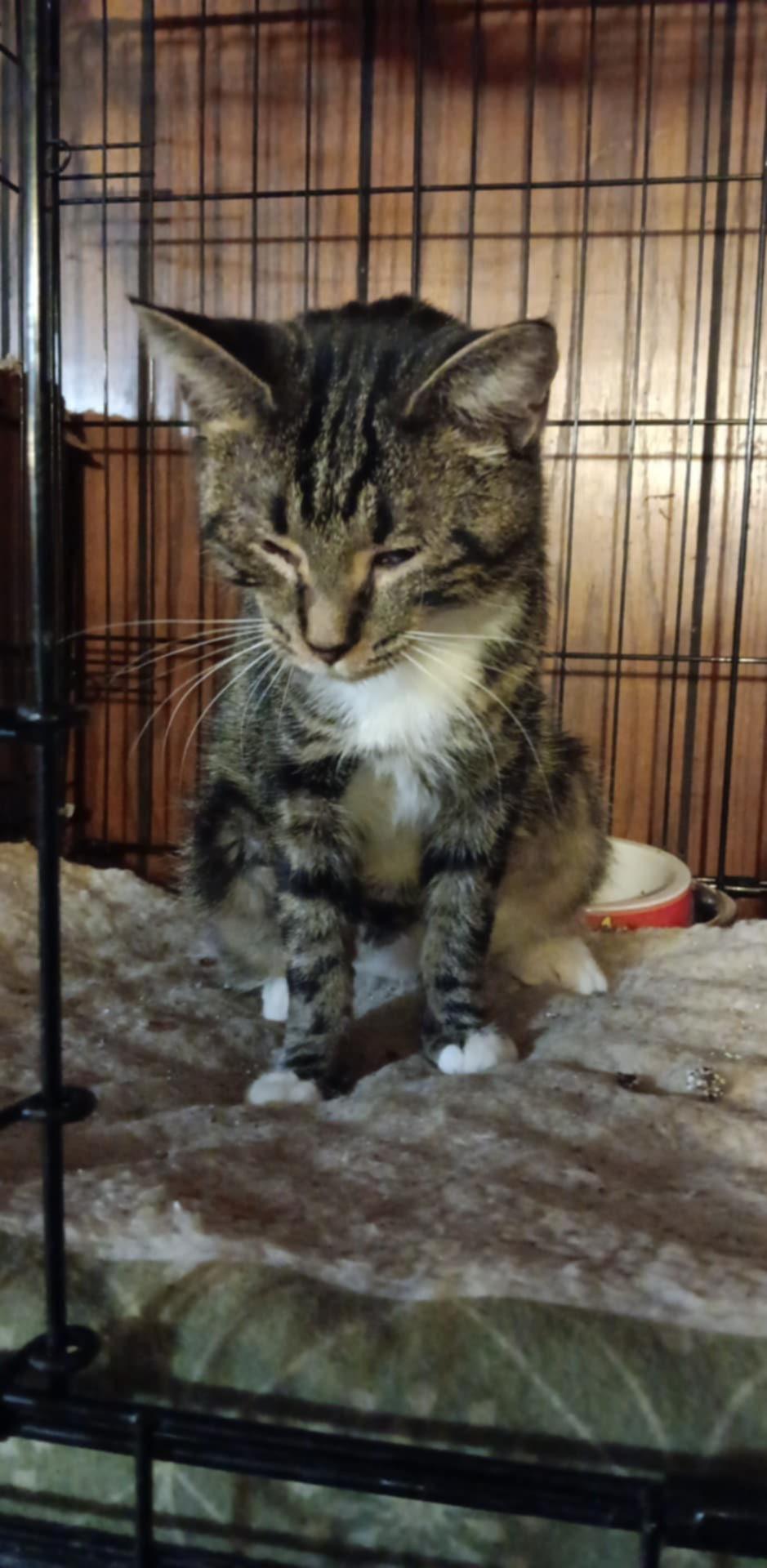 adoptable Cat in Utica, MI named Zz Momma Millie - Courtesy