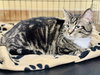 Zz Momma Millie - Courtesy