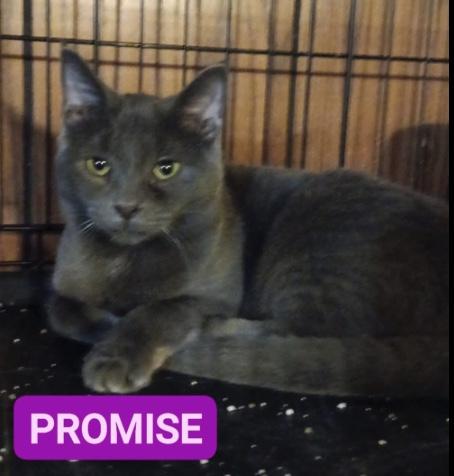 adoptable Cat in Utica, MI named Zz Baby Promise - Courtesy