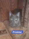Zz Baby Promise - Courtesy