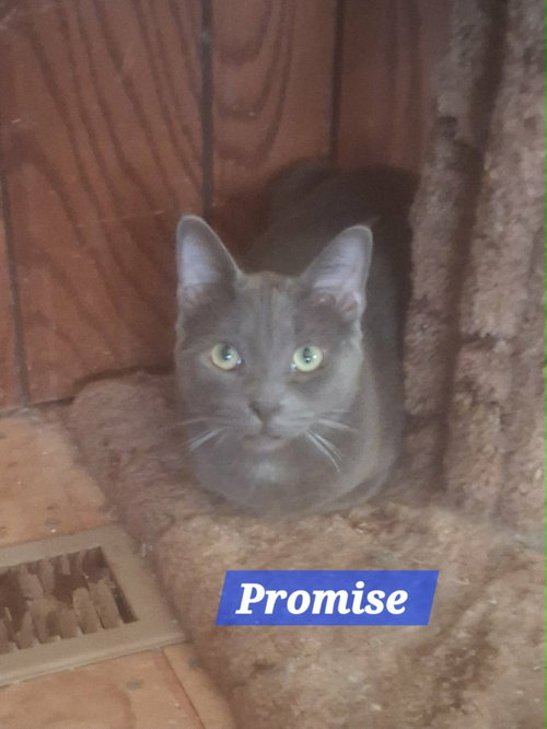 Photo 2 of Zz Baby Promise - Courtesy