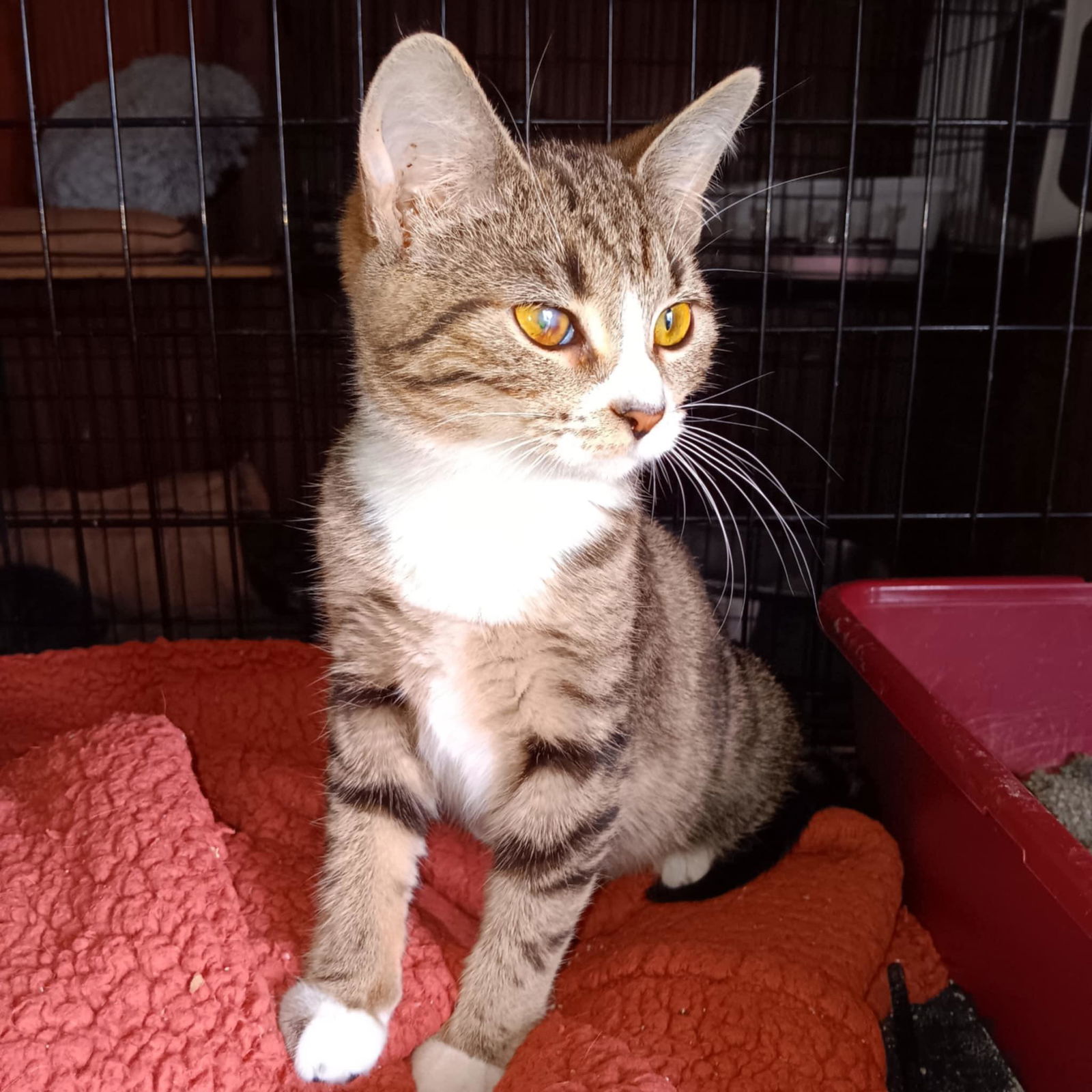 adoptable Cat in Utica, MI named Baby Wink
