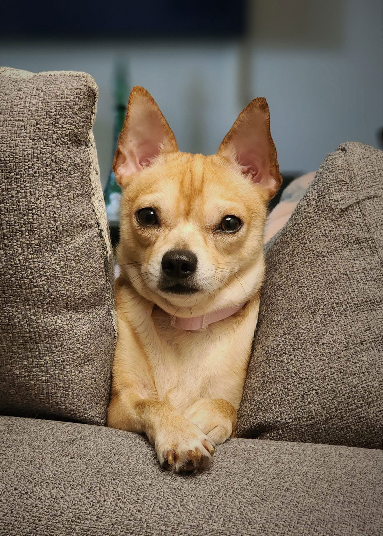 adoptable Dog in Utica, MI named Winston