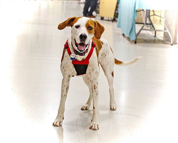 adoptable Dog in Utica, MI named Robin