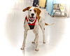 adoptable Dog in  named Robin
