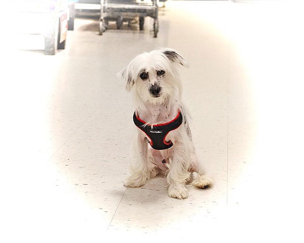 adoptable Dog in Utica, MI named Jagger