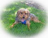 Benji