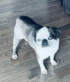 Zoe