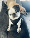 Zoe