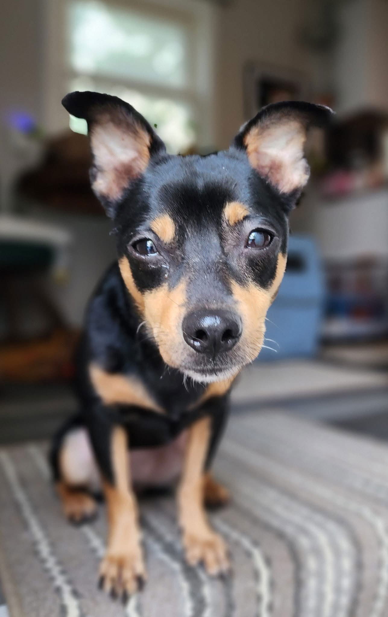 adoptable Dog in Utica, MI named Jamie