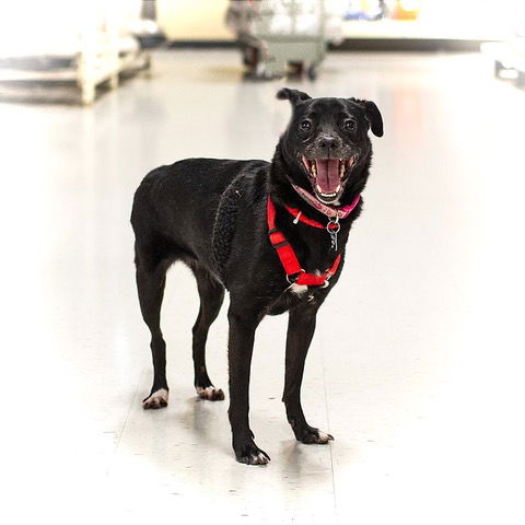 adoptable Dog in Utica, MI named Jazzy