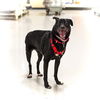 adoptable Dog in Utica, MI named Jazzy