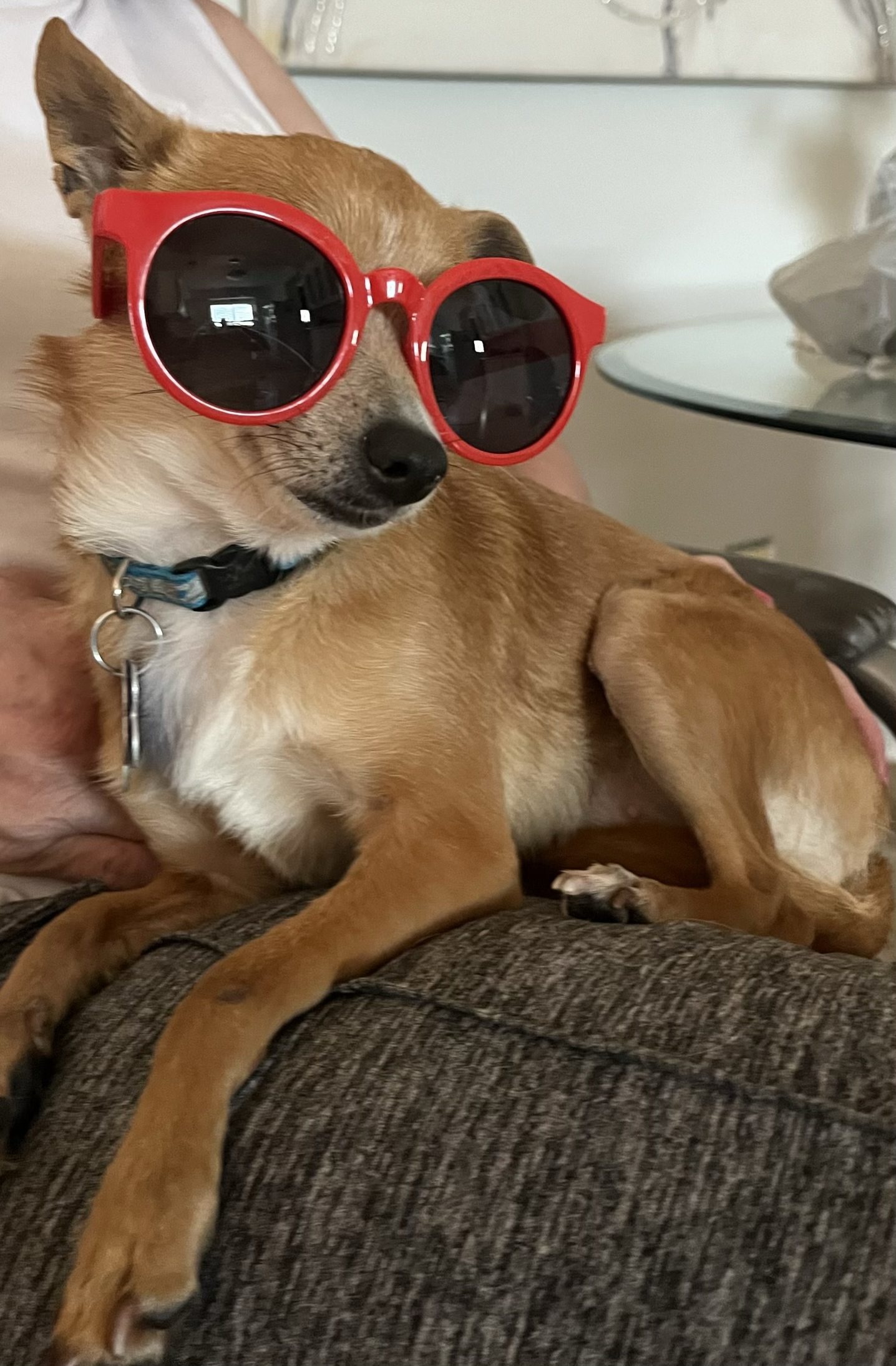 adoptable Dog in Utica, MI named Bubbles