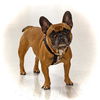adoptable Dog in  named Mademoiselle Lola