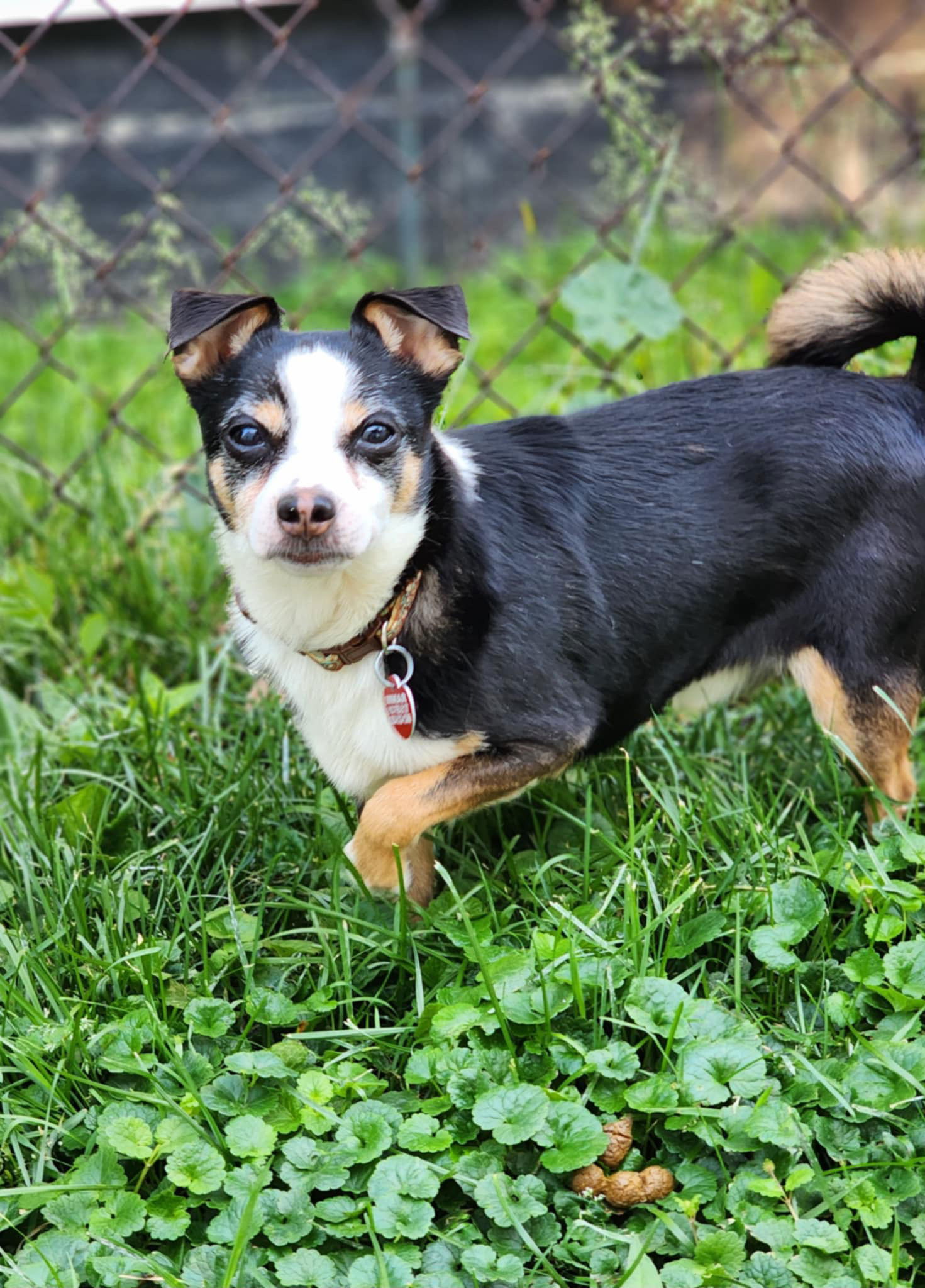 adoptable Dog in Utica, MI named Deek