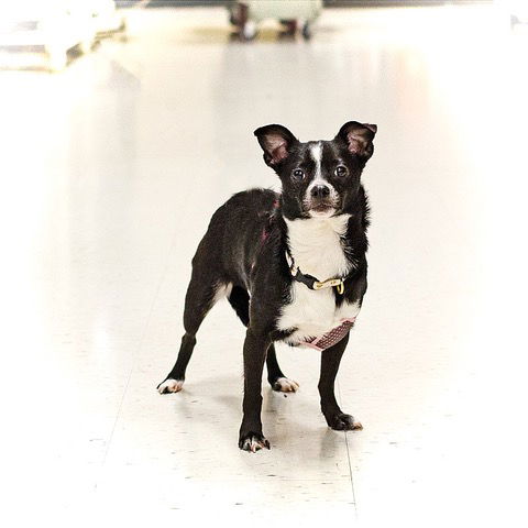 adoptable Dog in Utica, MI named Buttercup