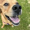 adoptable Dog in utica, MI named Spanky