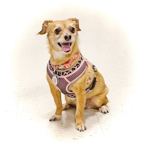 adoptable Dog in Utica, MI named Summer
