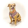 adoptable Dog in utica, MI named Summer