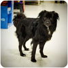 adoptable Dog in  named Kong
