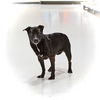 adoptable Dog in , MI named Mwanna