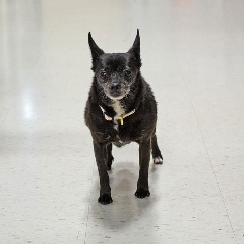 adoptable Dog in Utica, MI named Bella