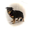 adoptable Dog in , MI named JJ