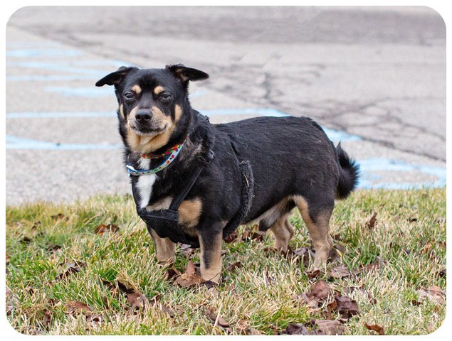 Chihuahua