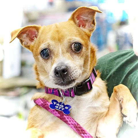 adoptable Dog in Utica, MI named Gidget