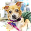 adoptable Dog in , MI named Gidget
