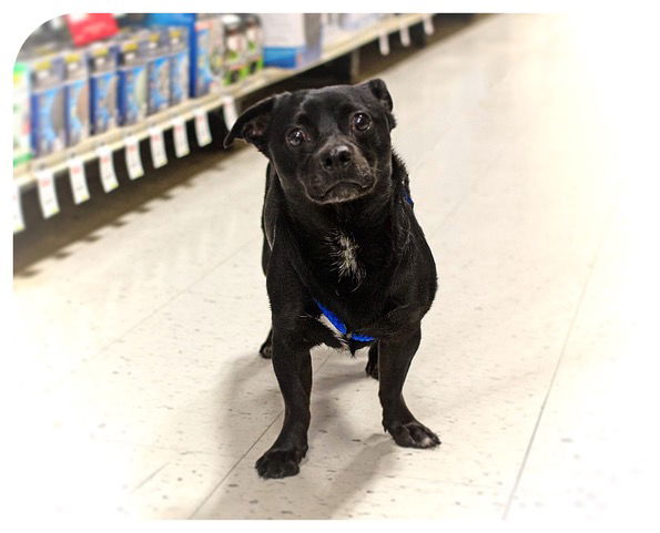 adoptable Dog in Utica, MI named Cody