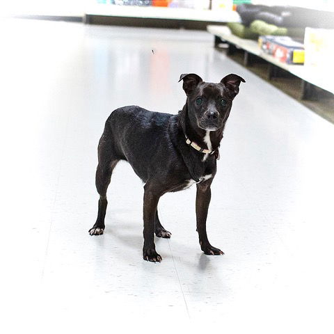adoptable Dog in Utica, MI named Delilah